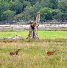 Deer and Stump