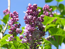 Garden Flowers